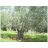 06 Olive Trees.jpg